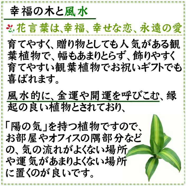幸福の木（朴タイプ） 10号 
