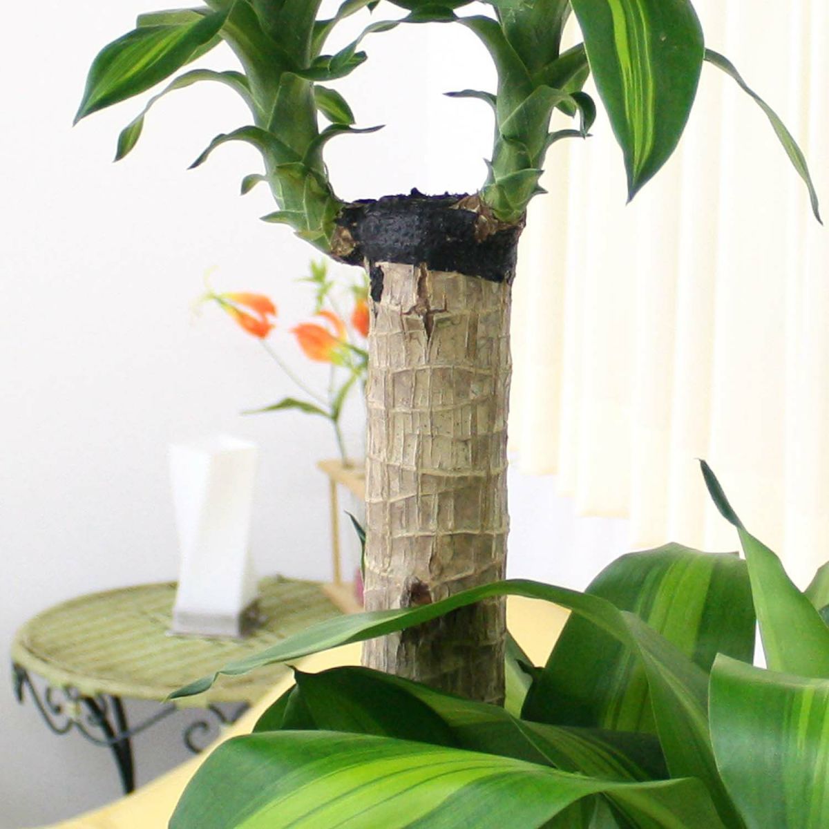 幸福の木（朴タイプ） 10号 