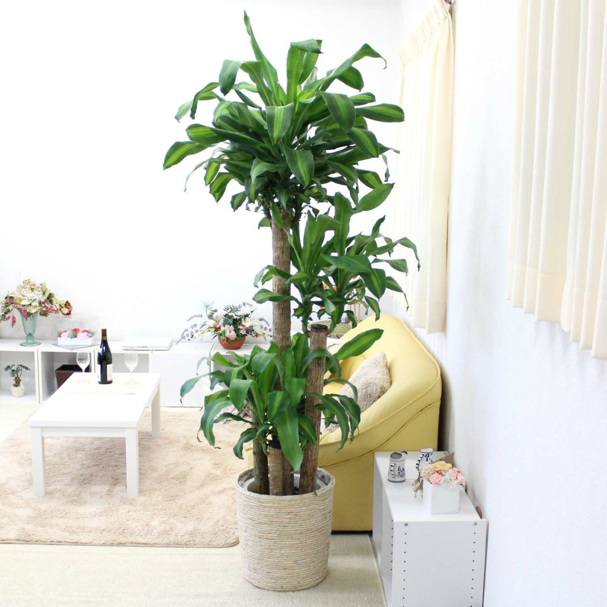 幸福の木（朴タイプ） 10号