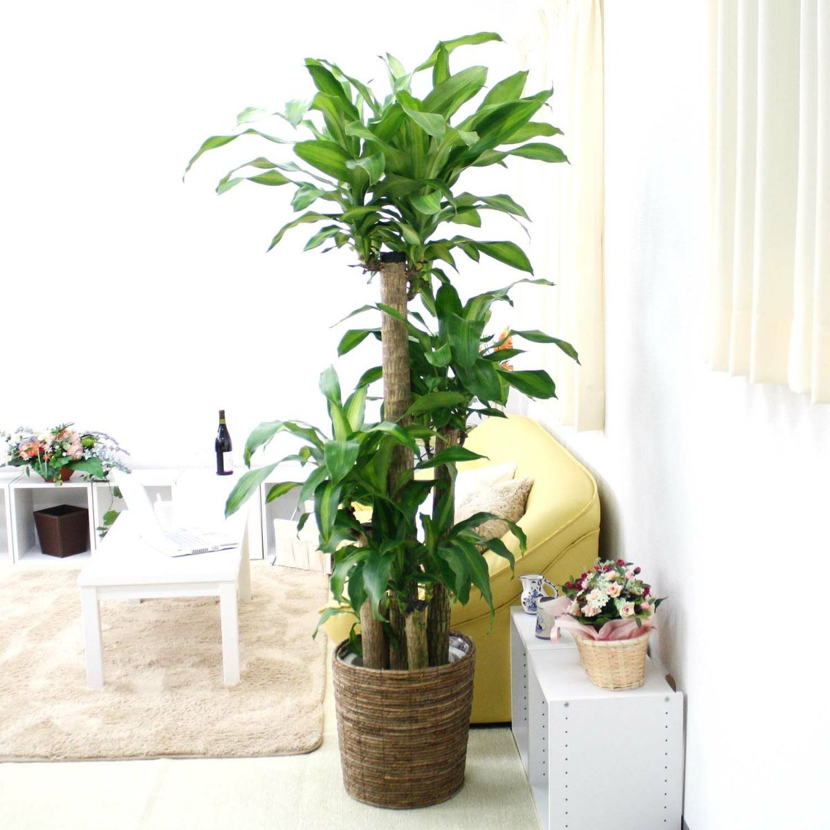 幸福の木（朴タイプ） 10号