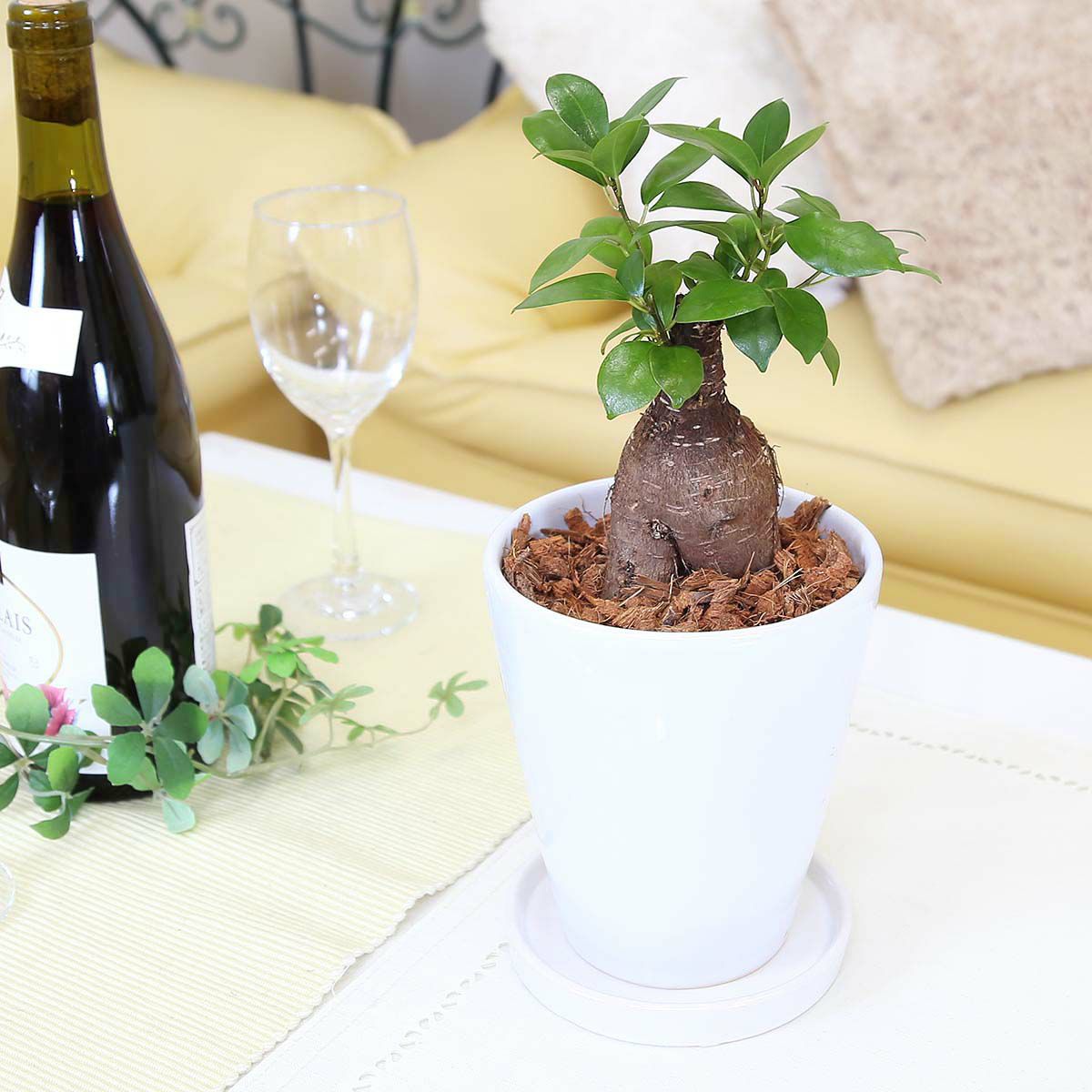 ガジュマル 5号 丸陶器鉢 土の表面：ウッドチップ 通販 販売｜観葉植物