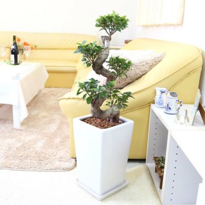 【送料無料】多幸の木 ガジュマル 盆栽風 8号 ホワイトスクエア陶器鉢 ストレート 土の表面：ウッドチップ