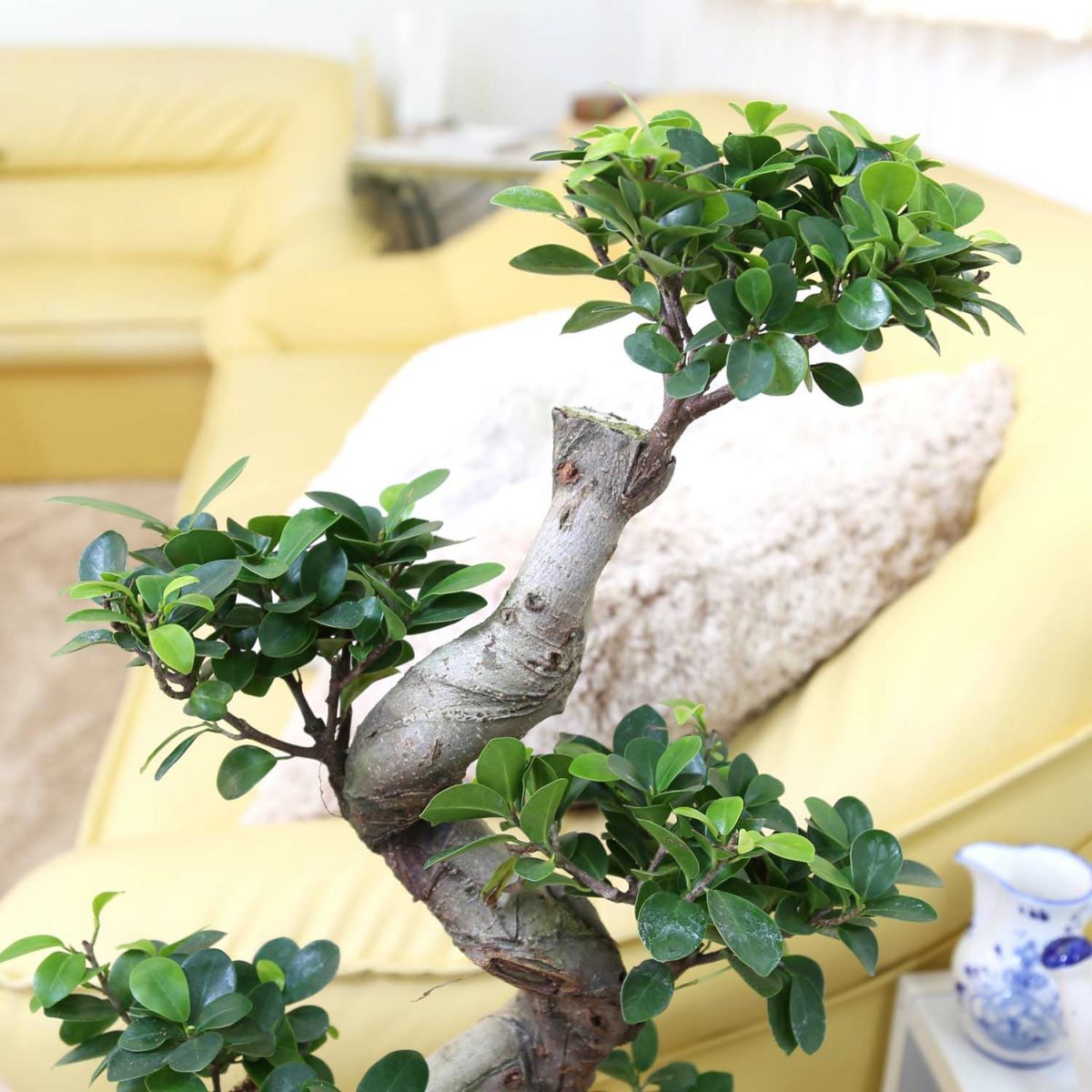 ガジュマル 盆栽風 8号