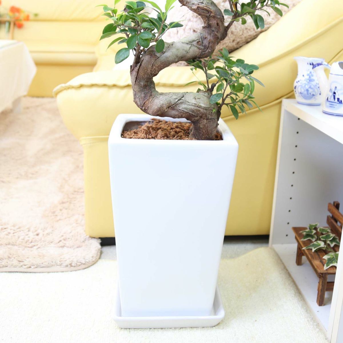 ガジュマル 盆栽風 8号