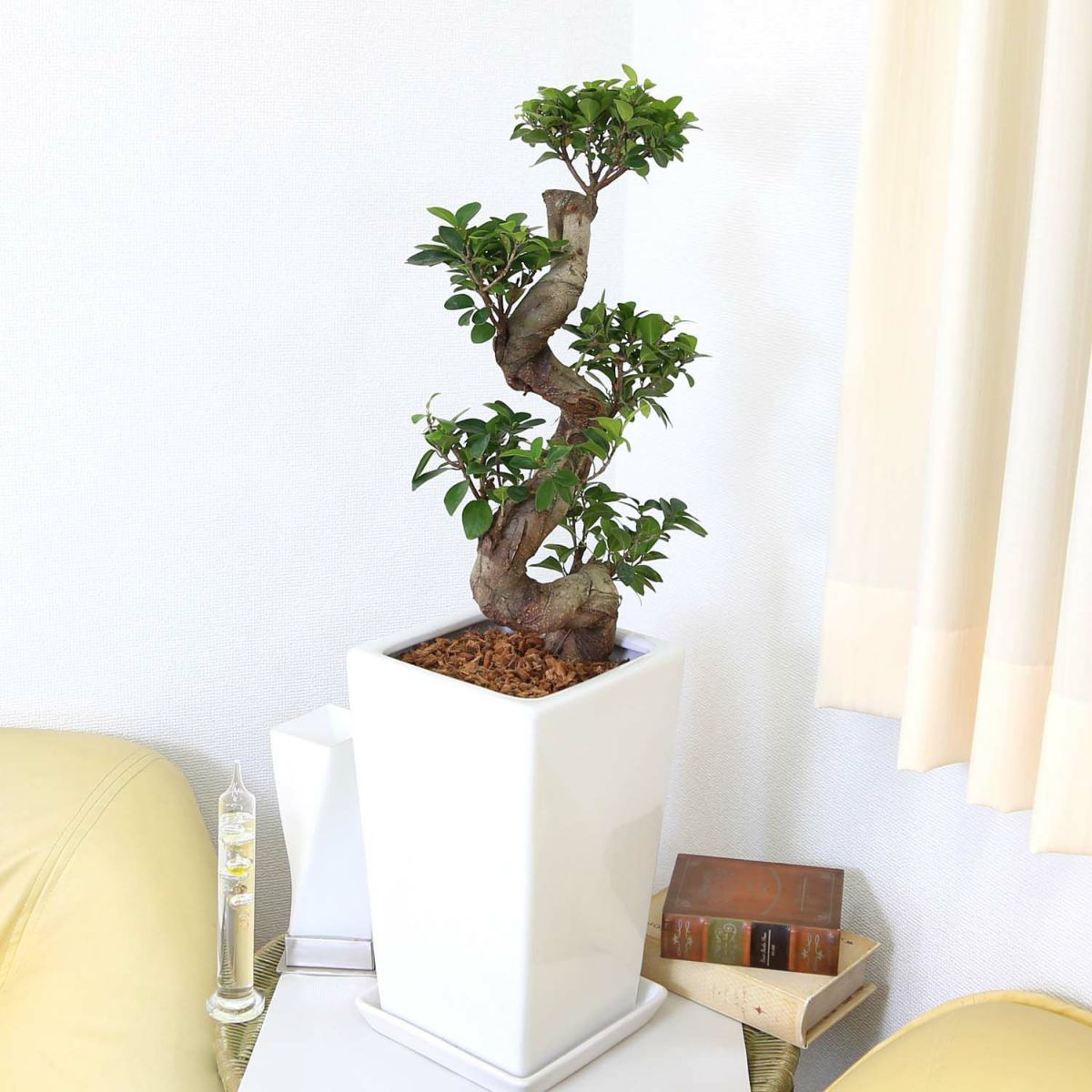 ガジュマル 盆栽風 8号