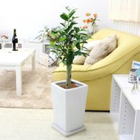 ガジュマル 8号