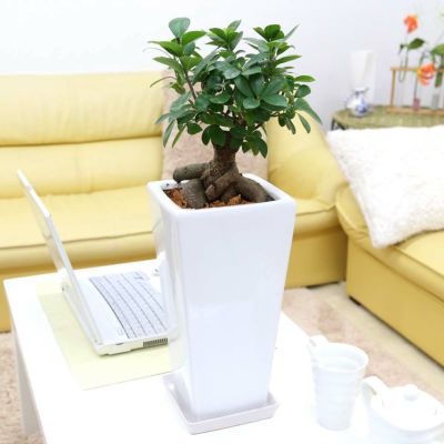 【送料無料】妖精がすむと言われている幸せを見守るの木 ガジュマルの木 7号 ホワイト陶器鉢 ストレート 土の表面：ウッドチップ
