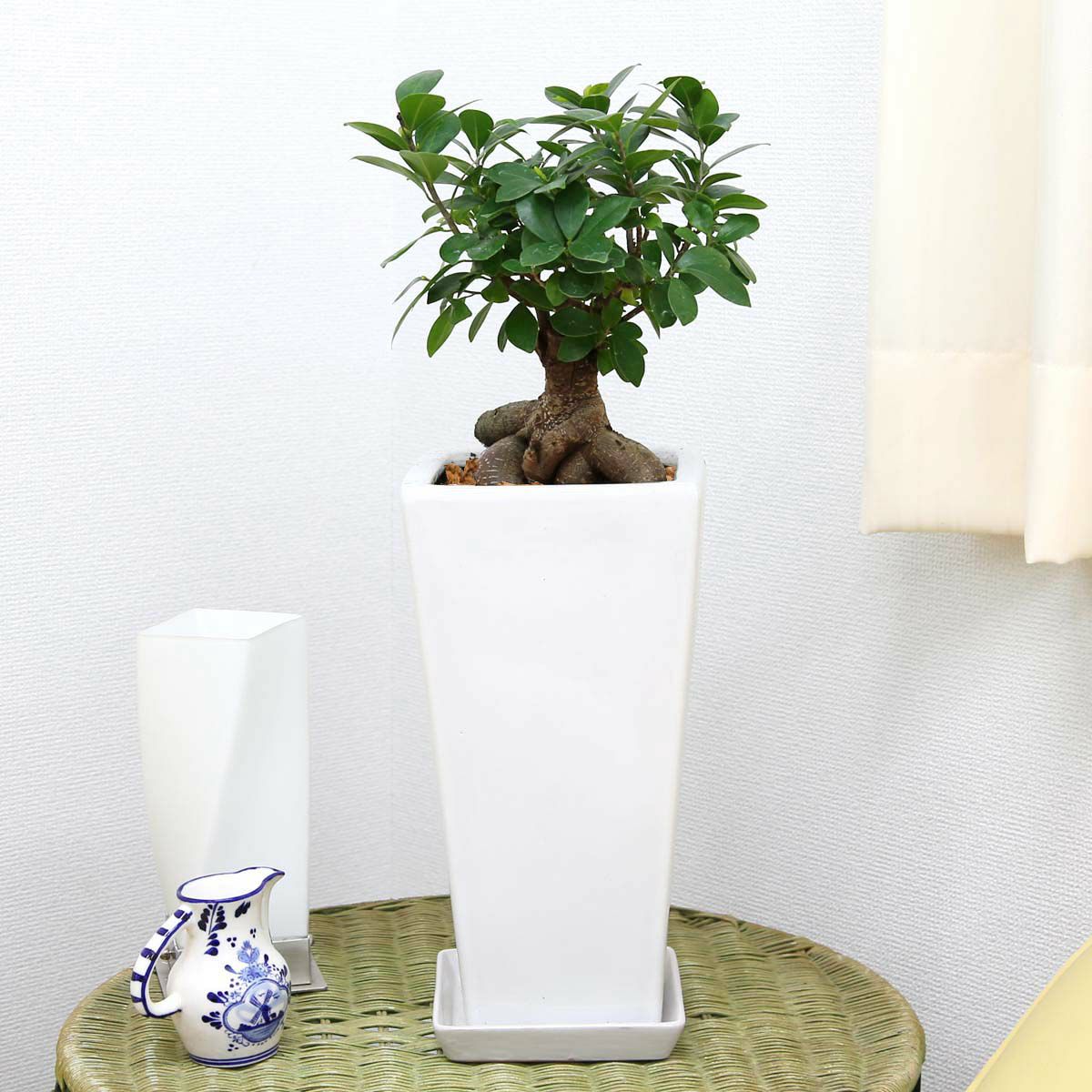 ガジュマルの木 7号