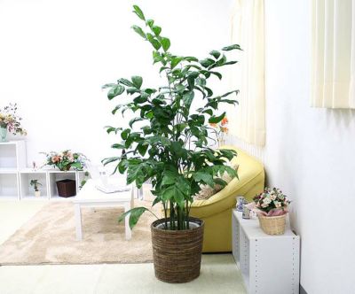 ハイドロカルチャー 大型 アルティシーマ 陶器鉢 通販 販売 観葉植物のブルーミングスケープ ハイドロカルチャー 大型 アルティシーマ 陶器鉢 通販 販売 観葉植物のブルーミングスケープ