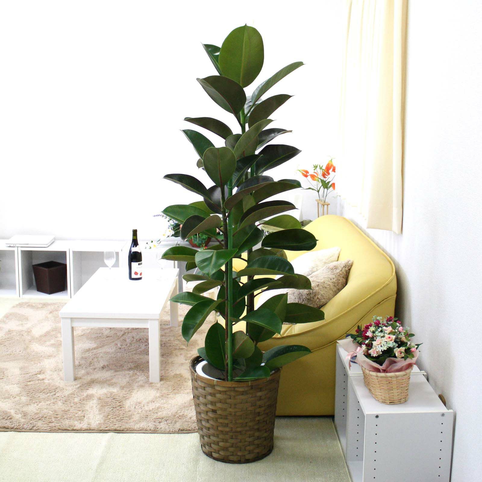 000000000103-01-l.jpg?t=