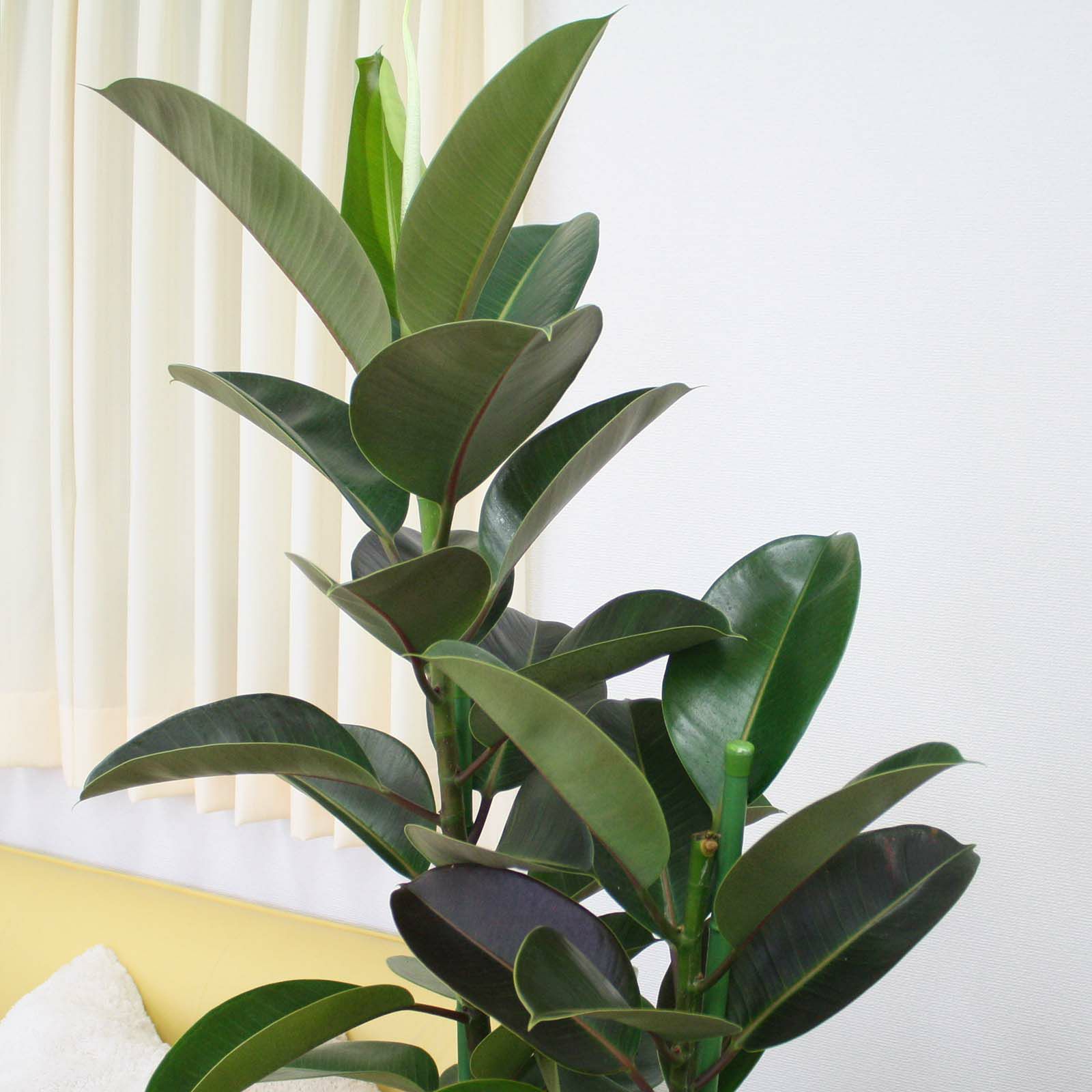 ゴムの木 通販 販売｜観葉植物のブルーミングスケープ