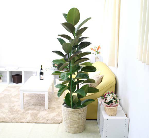 ゴムの木 通販 販売｜観葉植物のブルーミングスケープ