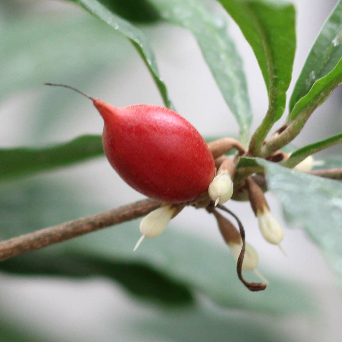 ミラクルフルーツ 7号