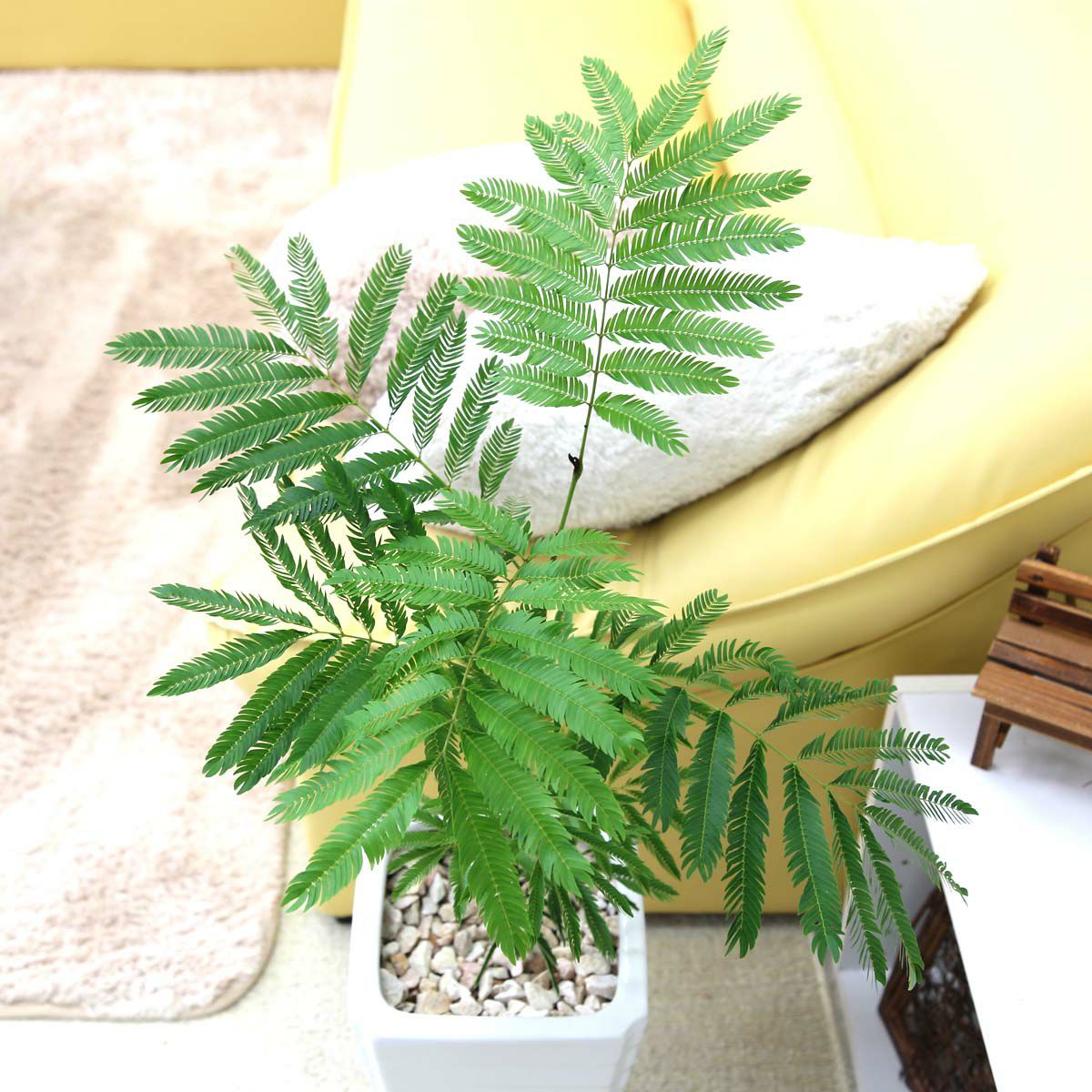 エバーフレッシュ ７号