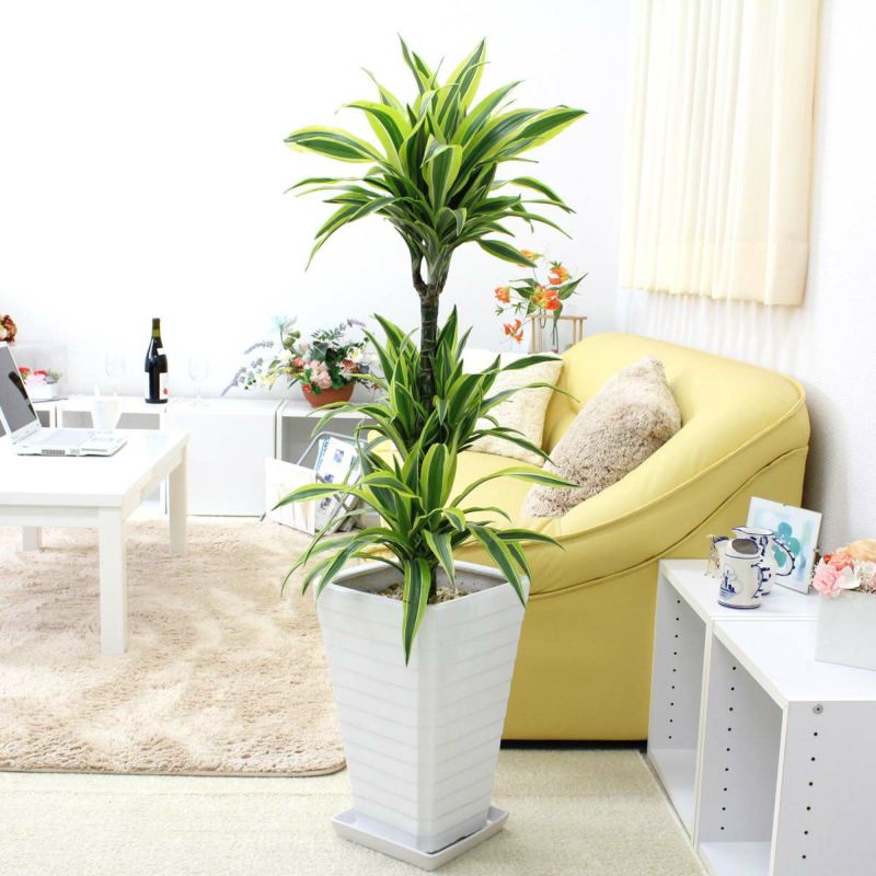 ドラセナ レモンライム 8号 陶器 通販 販売 観葉植物のブルーミングスケープ ドラセナ レモンライム 8号 陶器 通販 販売 観葉植物のブルーミングスケープ