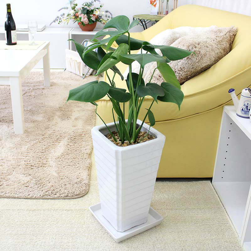 育て方 ご質問 ｑ ａ 目次３４８ 観葉植物のブルーミングスケープ