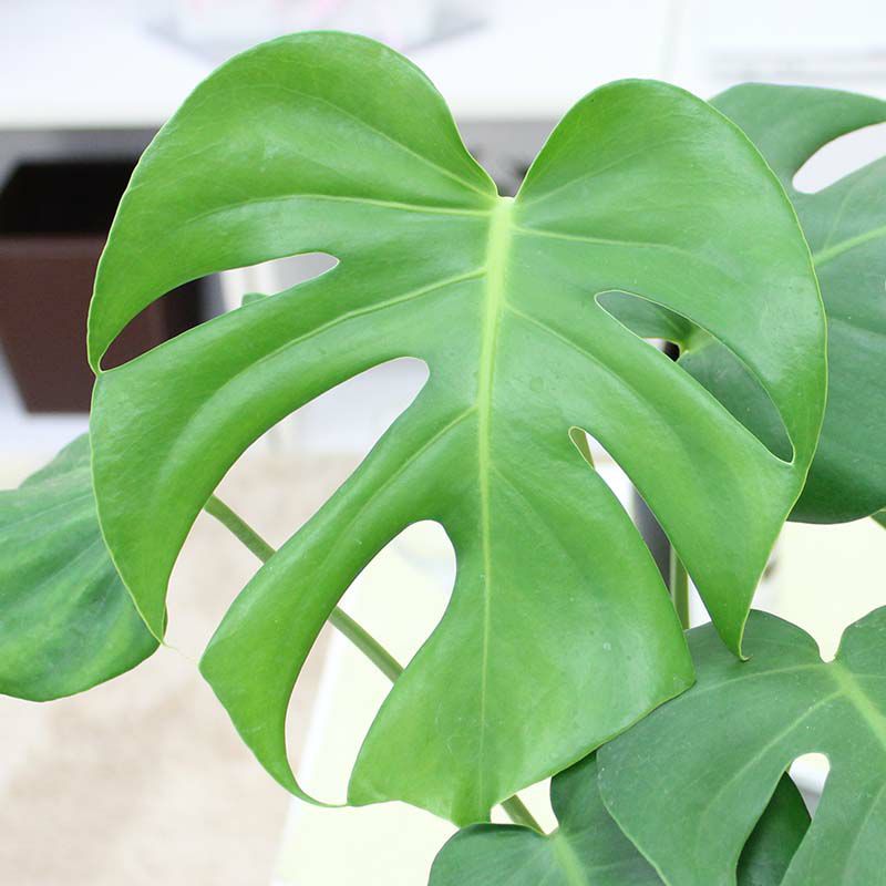 モンステラ 7号