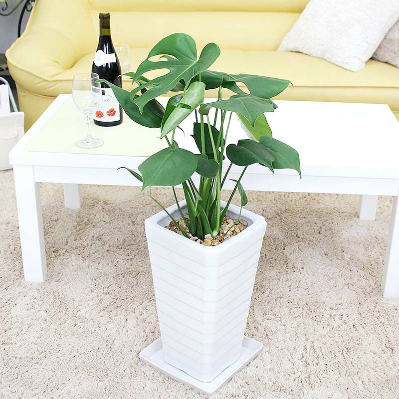 モンステラ 7号