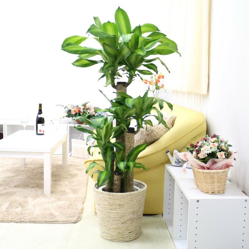 幸福の木 8号（朴タイプ） ホワイトバスケット鉢カバ