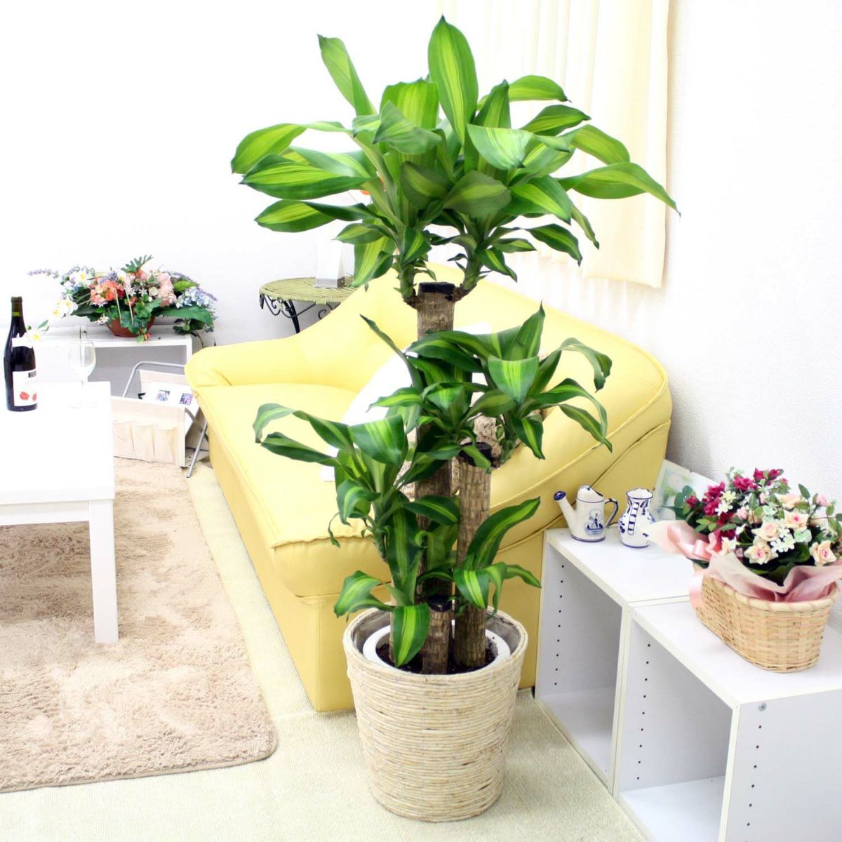 幸福の木 8号（朴タイプ） ホワイトバスケット鉢カバ