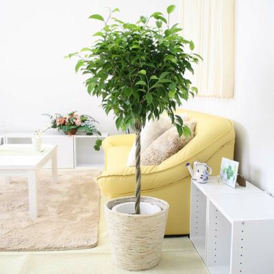 ハイドロカルチャー 大型 オーガスタ 陶器鉢w 通販 販売 観葉植物のブルーミングスケープ ハイドロカルチャー 大型 オーガスタ 陶器鉢w 通販 販売 観葉植物のブルーミングスケープ