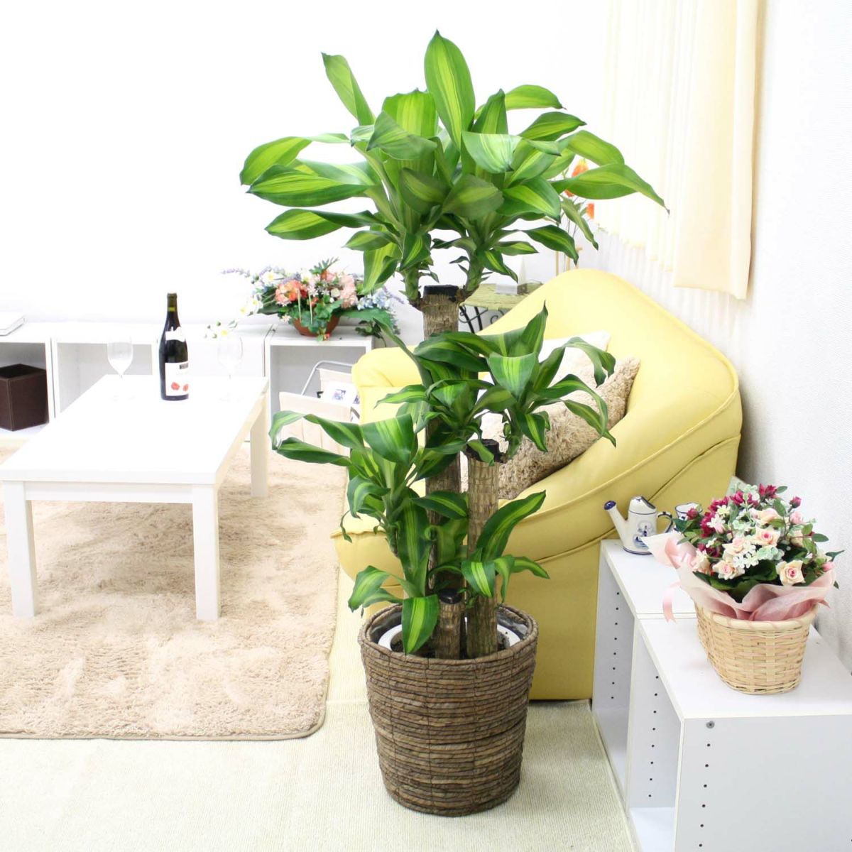 幸福の木（朴タイプ） 8号鉢+ブラウンバスケット鉢カバー