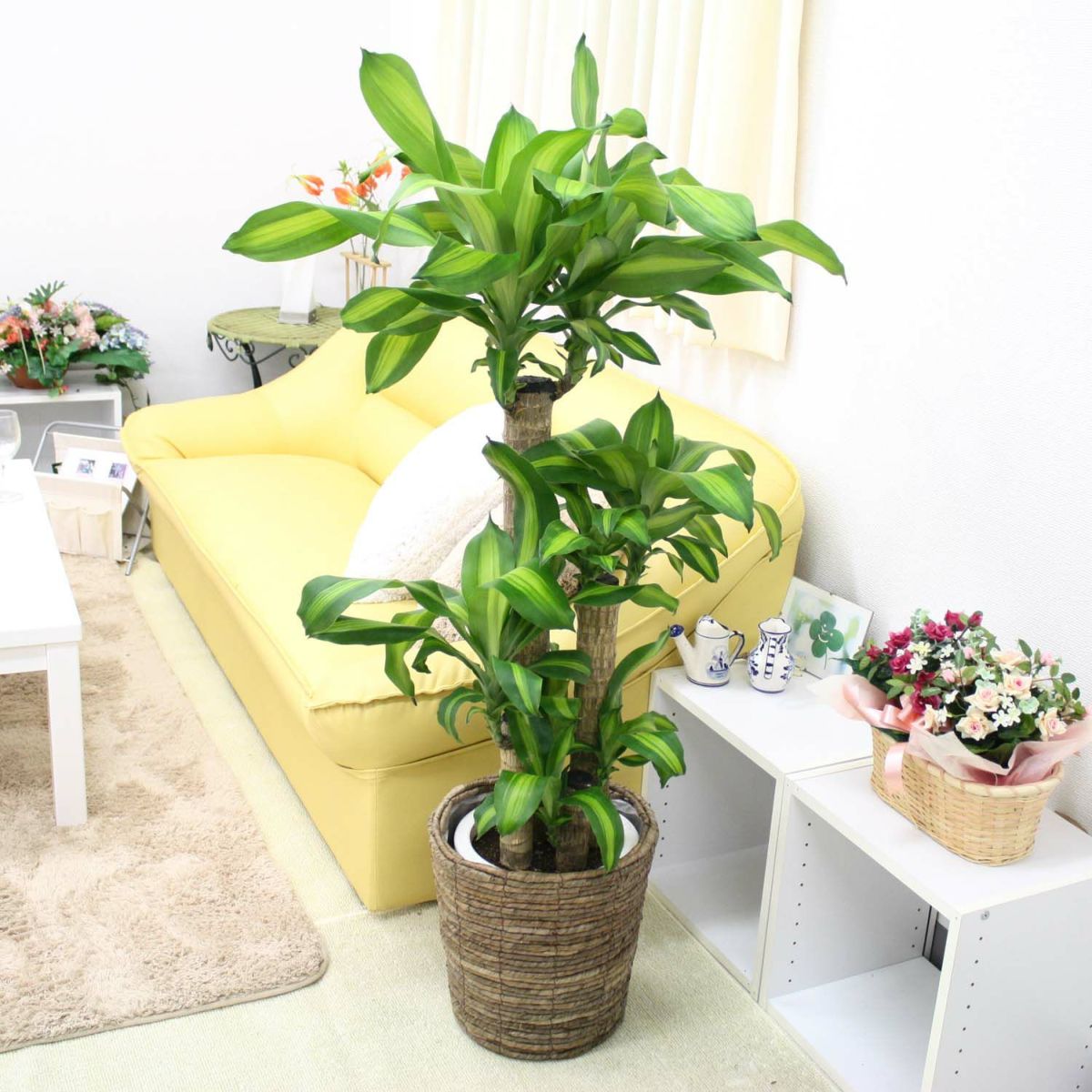 幸福の木（朴タイプ） 8号鉢+ブラウンバスケット鉢カバー