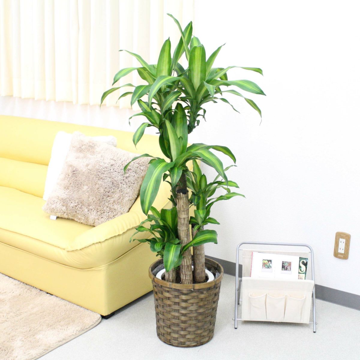 幸福の木 8号（朴タイプ） バスケット鉢カバー