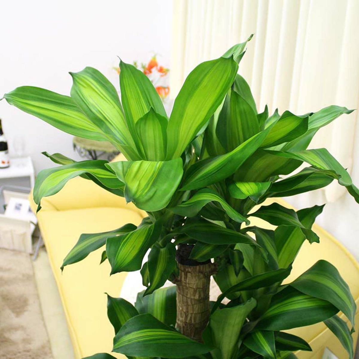 幸福の木 8号（朴タイプ）