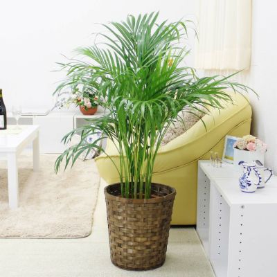 ブルーミングスケープ キャットテールの花が ガーデニング 観葉植物の育て方 ブルーミングスケープ キャットテールの花が ガーデニング 観葉植物の育て方
