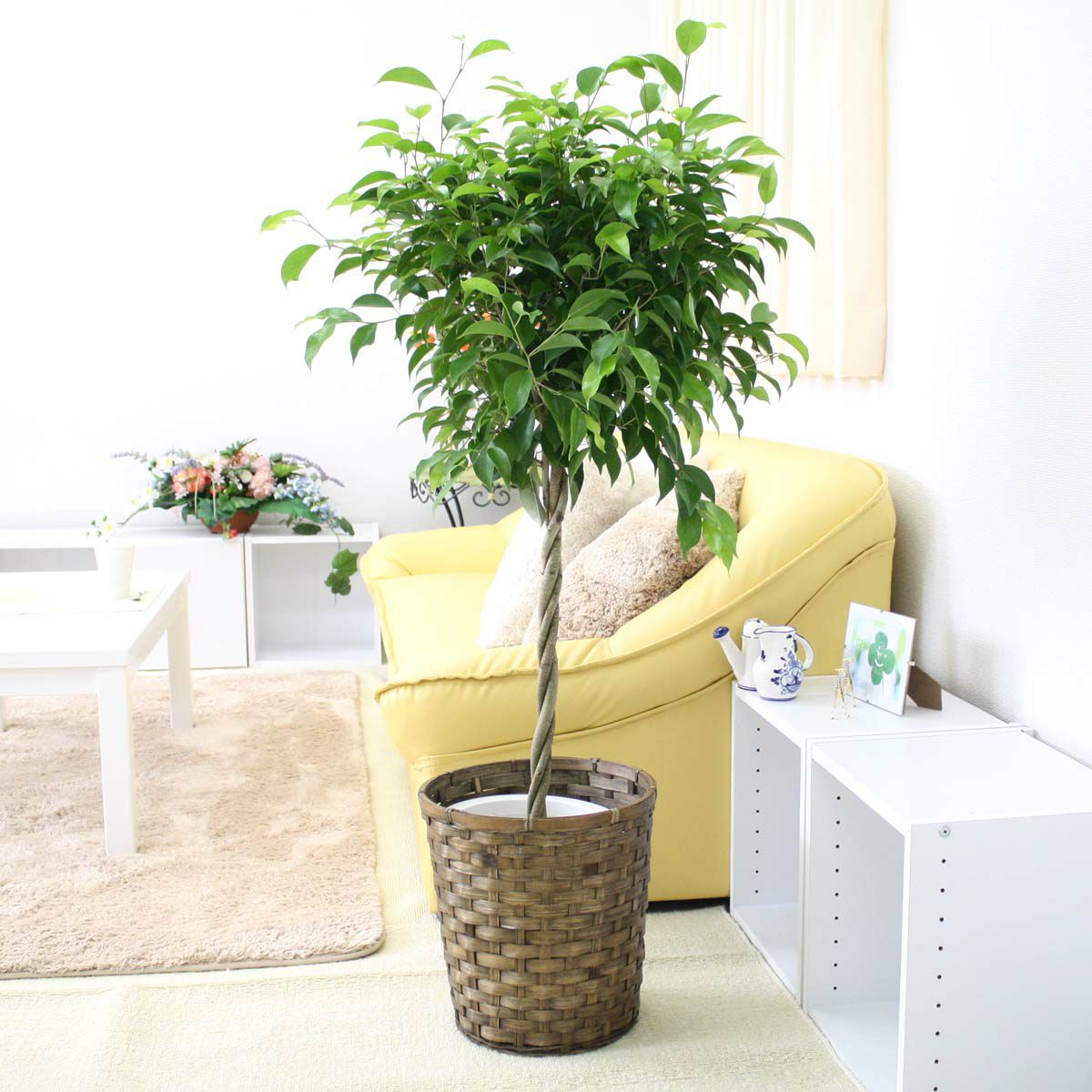 ベンジャミン 7号 ブラウンバスケット 通販 販売 観葉植物のブルーミングスケープ