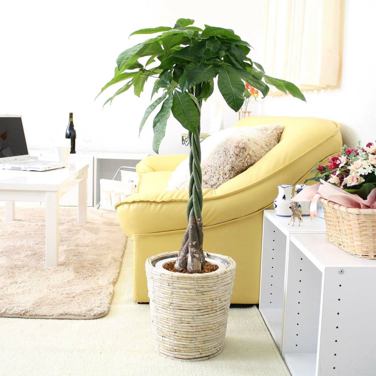 パキラ 7号鉢+ホワイトバスケット鉢カバ