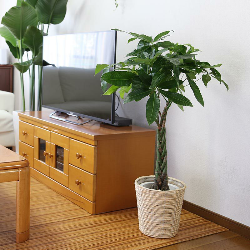 パキラ 7号鉢+ホワイトバスケット鉢カバ