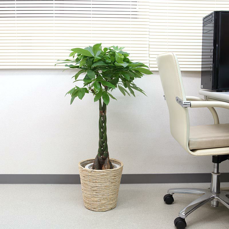 パキラ 7号鉢+ホワイトバスケット鉢カバ