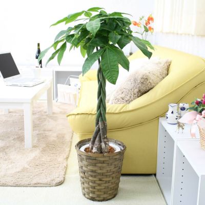 フィカス ウンベラータ 曲がり ファイバー鉢 お皿付き 観葉植物 フィカス ウンベラータ 10号 曲がり FiberCray