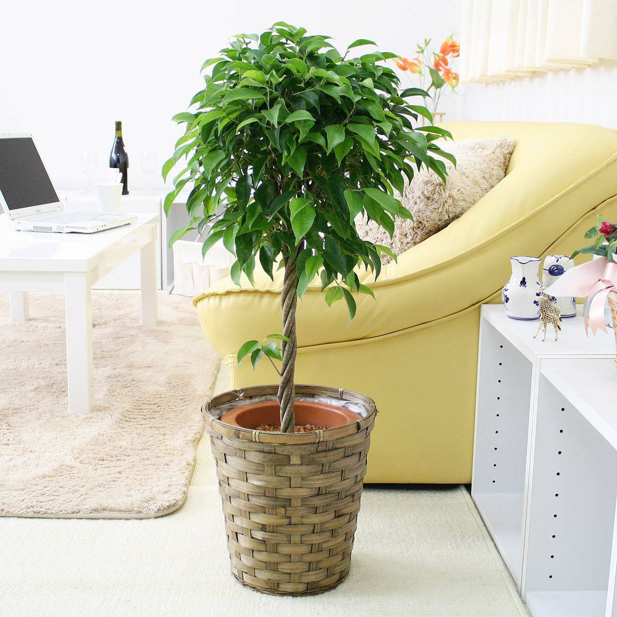 ブルーミングスケープ 植え替え後のウンベラータの成長が止まった ガーデニング 観葉植物の育て方