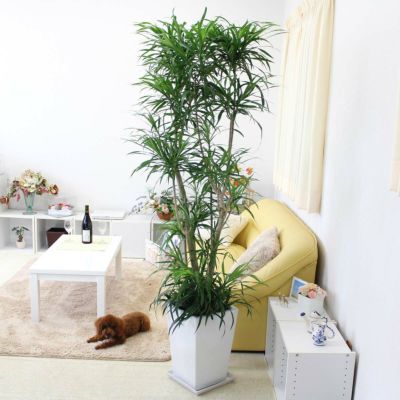 【送料無料】レフレクサ 10号 スクエアホワイト陶器鉢 ストレート