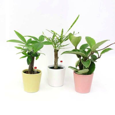 【送料無料】ハイドロカルチャー ミニ観葉植物 品種と陶器鉢の色を選べる 3鉢セット