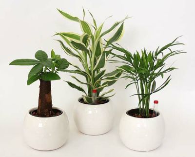 【ハイドロカルチャー】ミニ観葉植物+バルーン ホワイト陶器鉢 ３鉢セット【冬の間は、寒い地域に発送不可】
