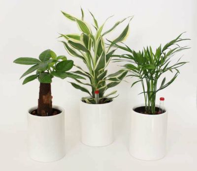 【ハイドロカルチャー】ミニ観葉植物+シリンダー ホワイト陶器鉢　３鉢セット【冬の間は、寒い地域に発送不可】