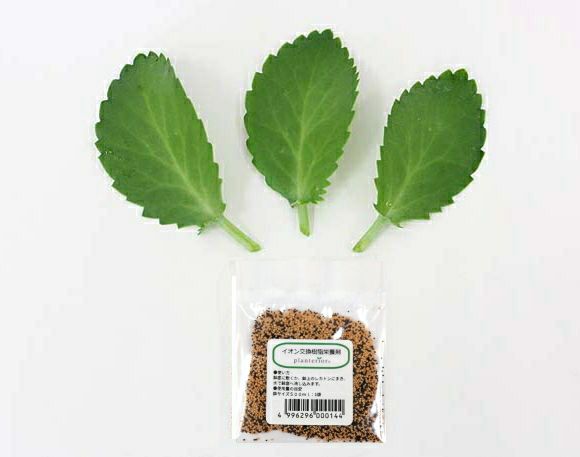 幸福の葉っぱ(マザーリーフ） セット 通販 販売｜観葉植物の