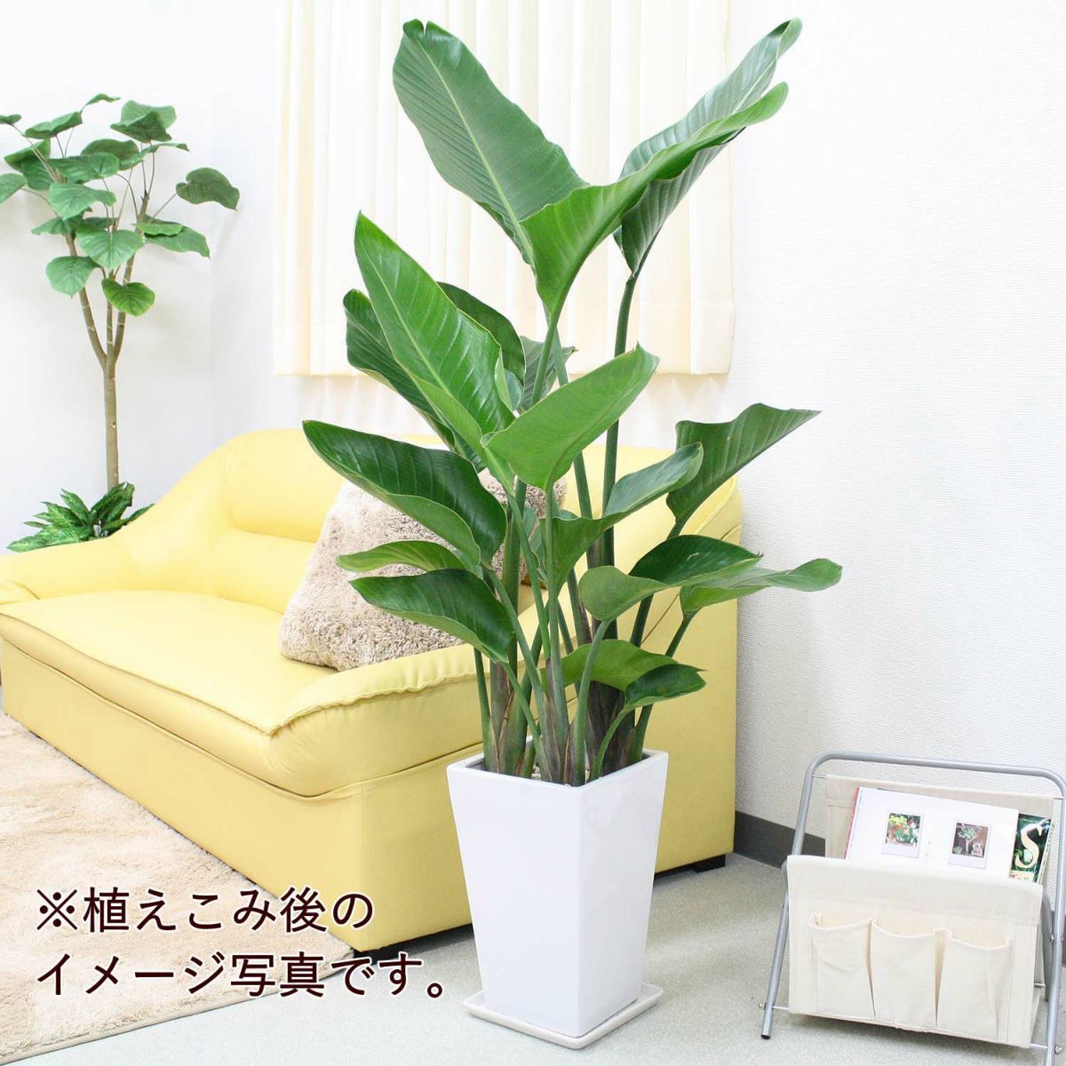 ホワイトスクエア陶器鉢（ストレート） Ｍ 8号用