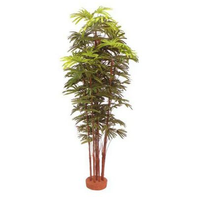 ブルーミングスケープ】シュロ竹 5本立（鉢なし）｜観葉植物 通販・販売