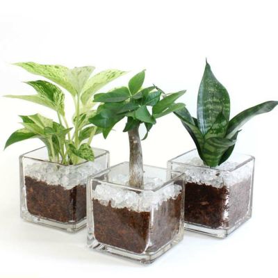 【ハイドロカルチャー】ミニ観葉植物 ガラス鉢+ガラスカレットタイプ 3鉢セット【冬の間は、寒い地域に発送不可】