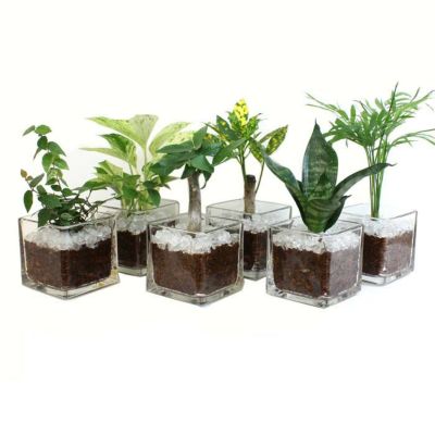 【ハイドロカルチャー】ミニ観葉植物 ガラス鉢+ガラスカレットタイプ ６鉢セット【冬の間は、寒い地域に発送不可】