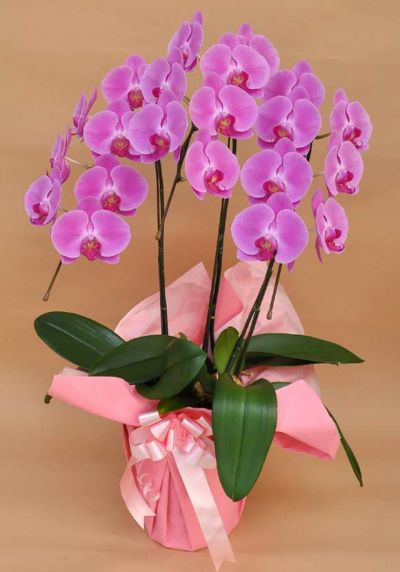 胡蝶蘭（ピンク） 3本立 L 陶器鉢 （※立札は厚紙タイプのみ選択可能です。）