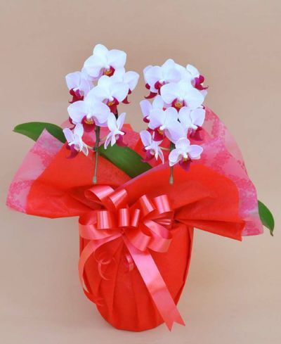 ミディ胡蝶蘭（紅白）5号 陶器鉢