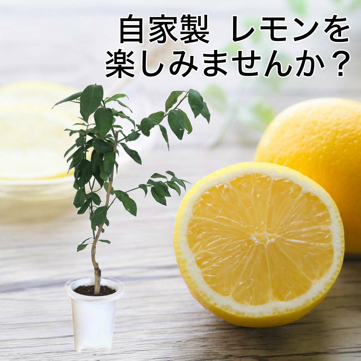 レモンの木 7号 プラスチック鉢