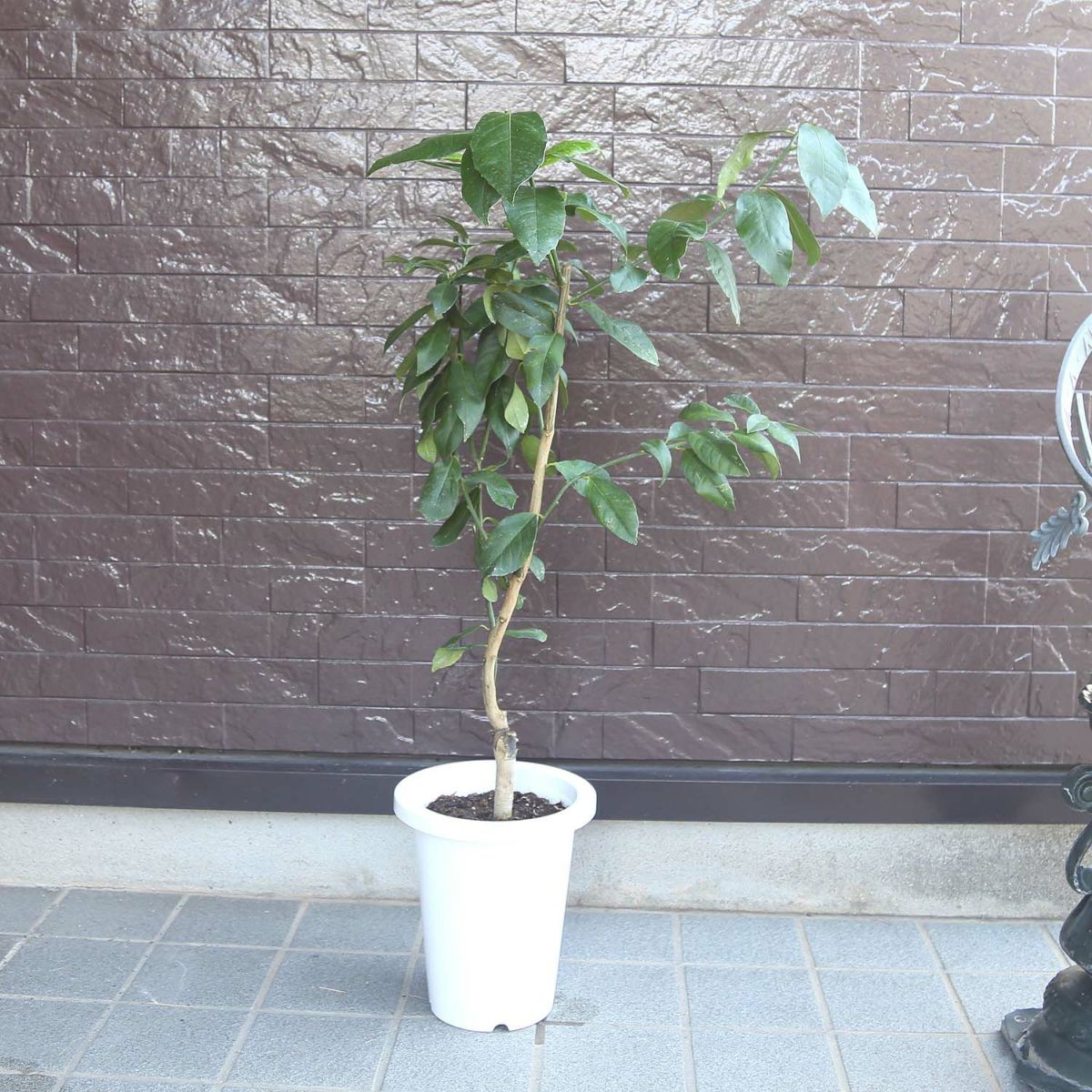 レモンの木 7号 プラスチック鉢