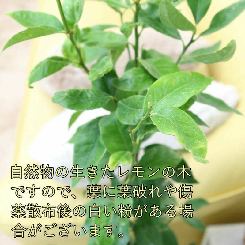レモンの木 7号 プラスチック鉢